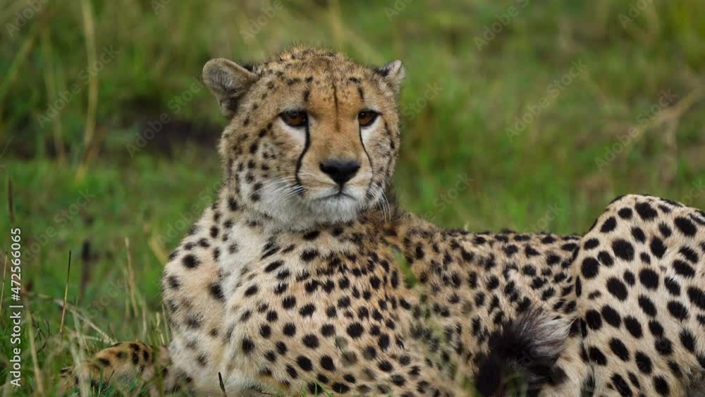 Single cheetah lying low to escape the strong wind; keeping a cautious eye out Single cheetah lying low to escape the strong wind; keeping a cautious eye out
