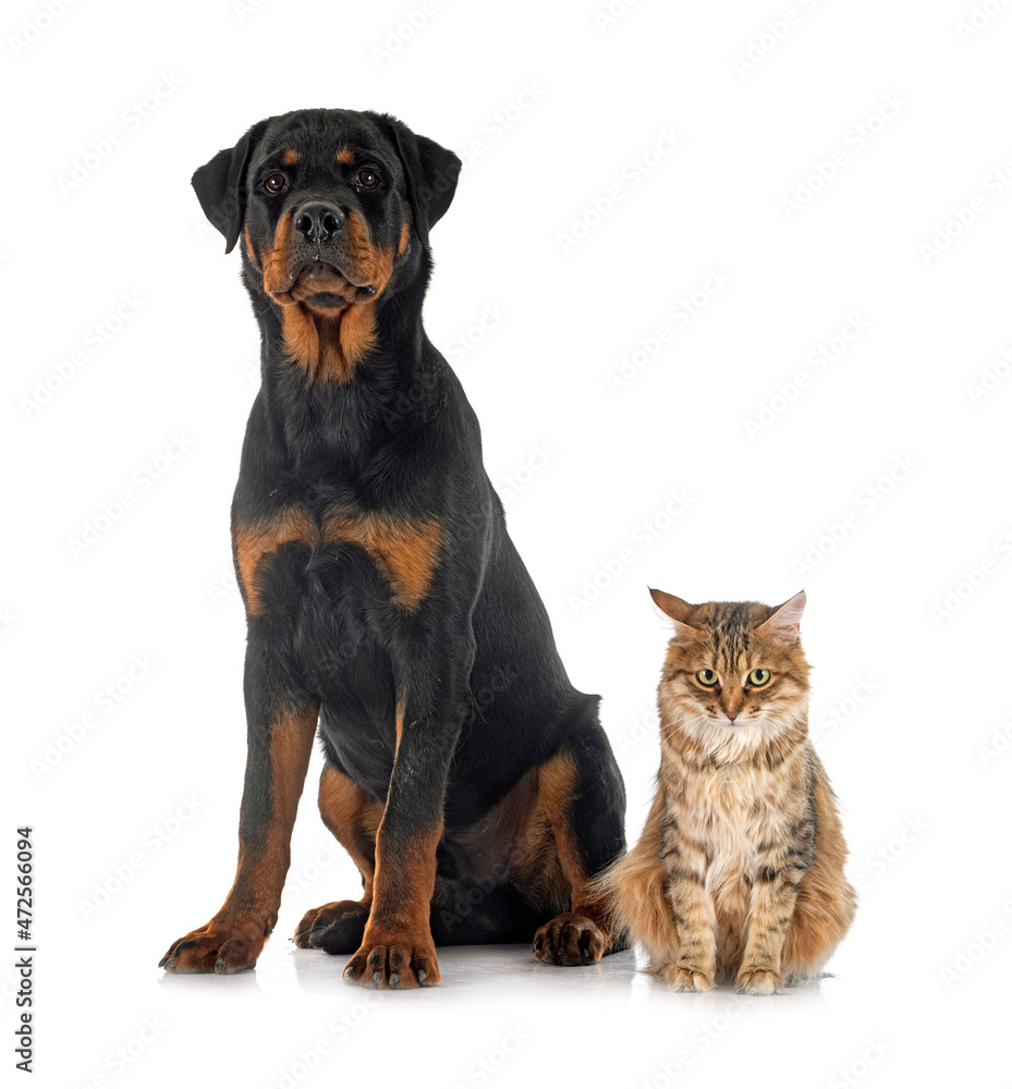 Fototapeta premium Kurilian Bobtail and rottweiler