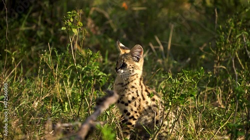 Cute serval wild cat jumps playfully to catch a butterfly; wildlife photo