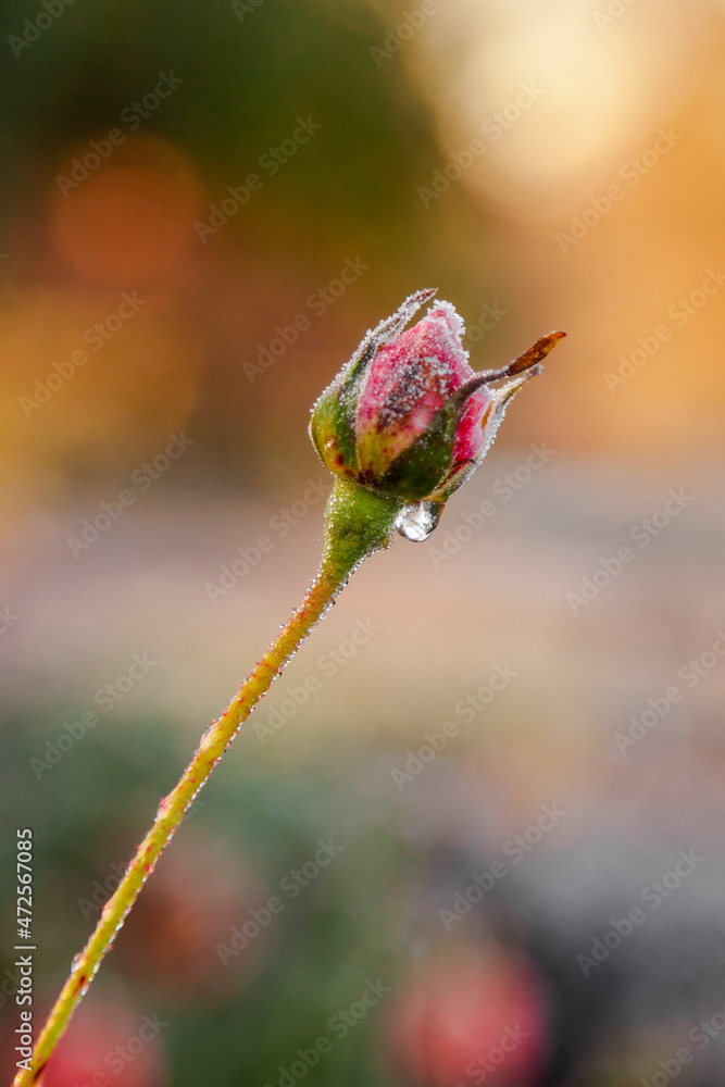 Fototapeta premium frosted rose