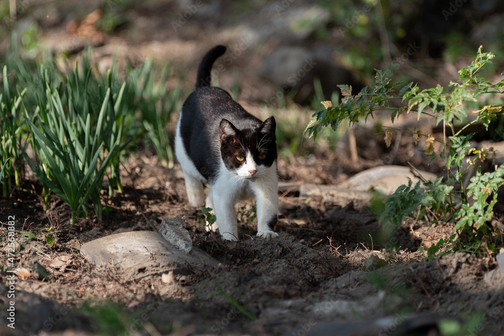 花壇を歩く猫　黒白猫