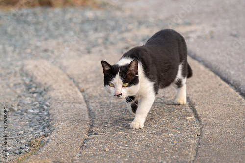 歩く猫　黒白猫