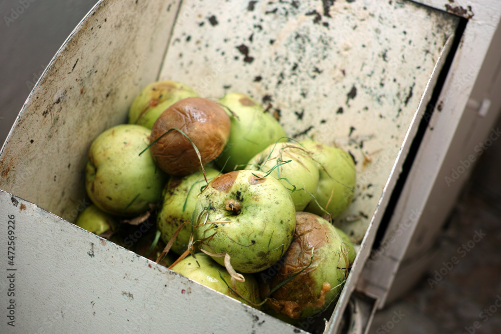 spoiled apples in garbage chute