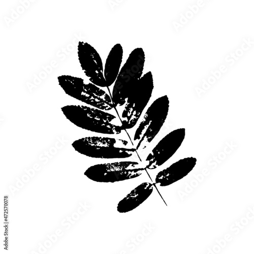 black rowan leaves imprints on white background. Hand drawn floral elements. vector foliage stamp