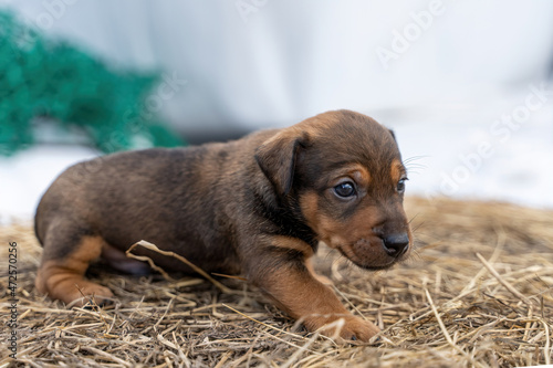 One month old brown Jack Russell stands on a pack of hay. Out for the first time, Animal themes, Selective Focus, Blur