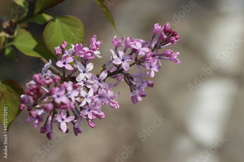Blossoming white cherry flowers with green leaves