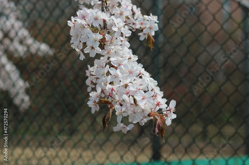 Blossoming white cherry flowers with green leaves