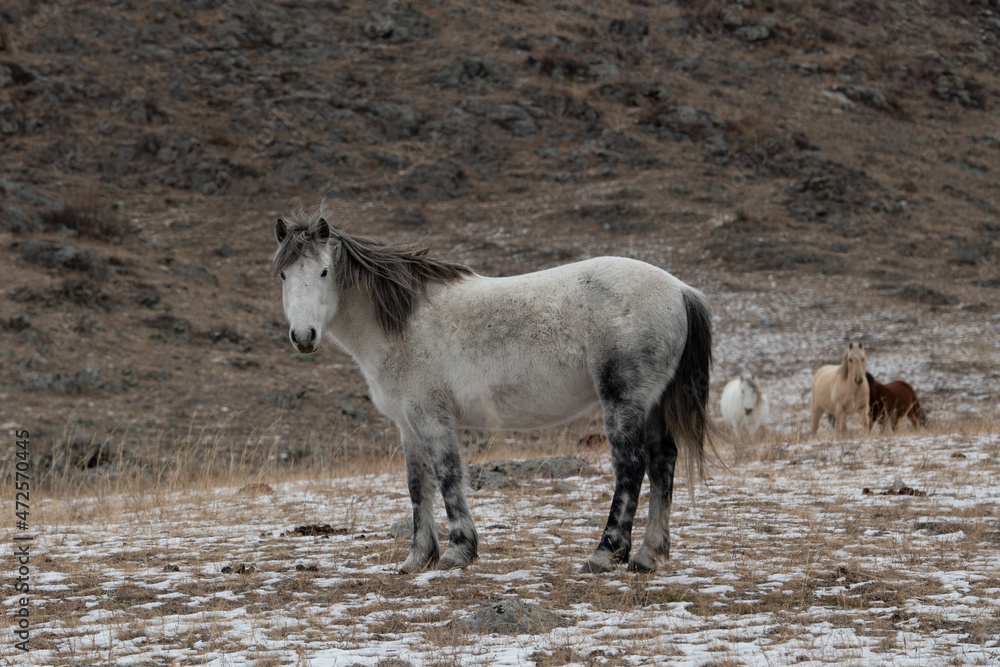 Obraz premium Beautiful Altai horse on a rocky landscape in winter, Siberia, Russia