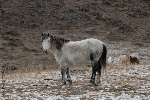 Beautiful Altai horse on a rocky landscape in winter  Siberia  Russia