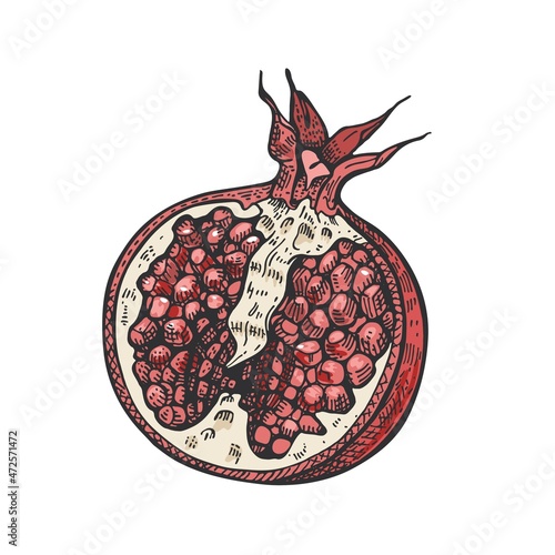 Pomegranate fruit. Hand drawn illustration. Sketch graphics.