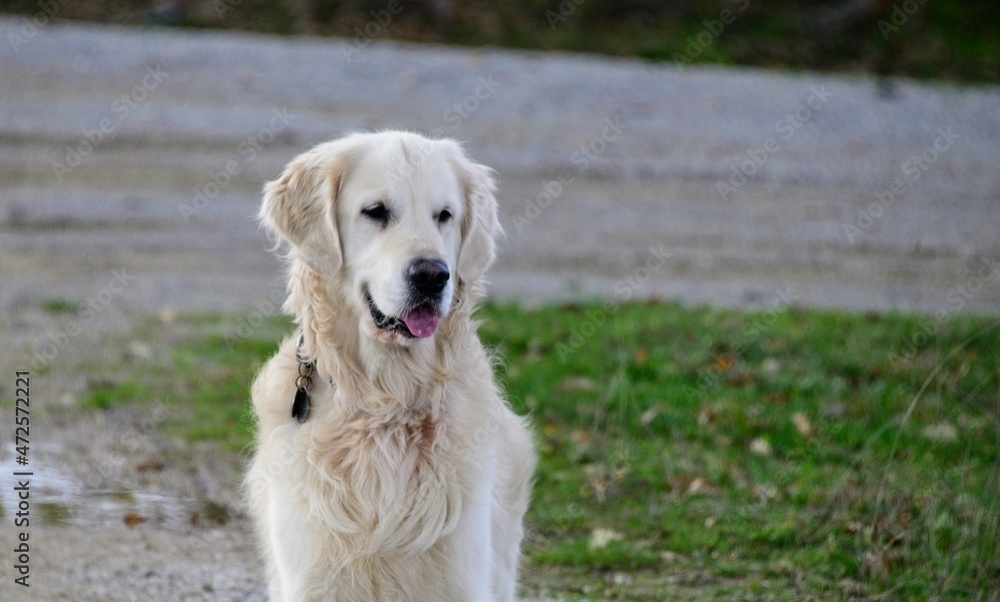 Champion White Golden Retriever on a Dirt Road Champion White Golden Retriever on a Dirt Road