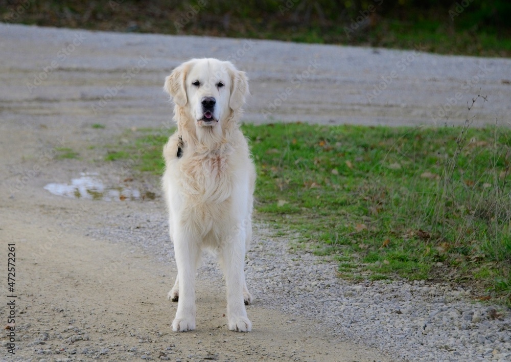 Champion White Golden Retriever on a Dirt Road