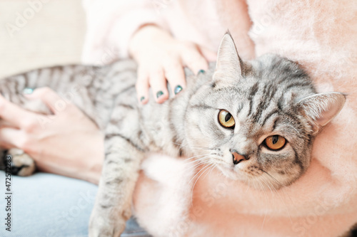 british shorthair cat looking closely at camera while lying on woman's knees. grey tabby cat relaxing with owner indoors.