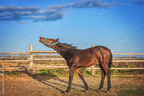 Bay foal arches its neck and whinnies, horse body language