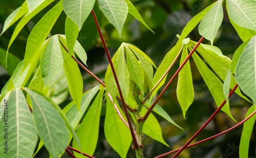 Cassava, Mandioa, Manioc, Tapioca trees (Manihot esculenta), young green leaves photo