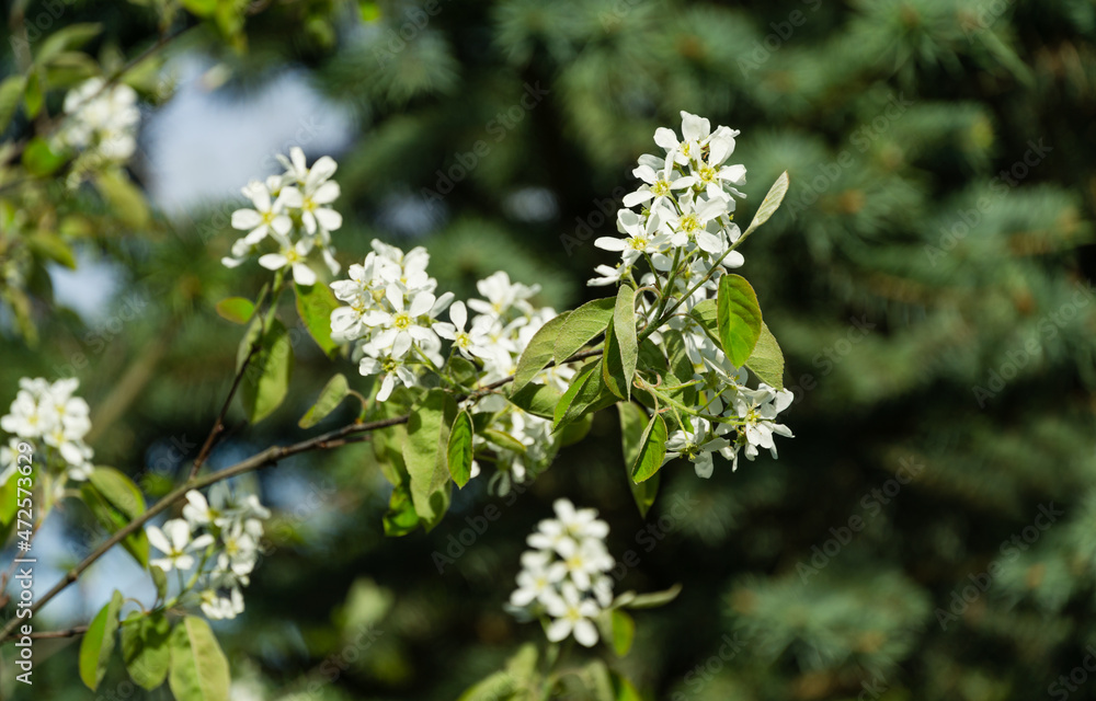 Close-up white blossoms of Amelanchier canadensis, serviceberry, shadberry or Juneberry tree on green blurred background. Selective focus. Nature concept for natural design Close-up white blossoms of Amelanchier canadensis, serviceberry, shadberry or Juneberry tree on green blurred background. Selective focus. Nature concept for natural design