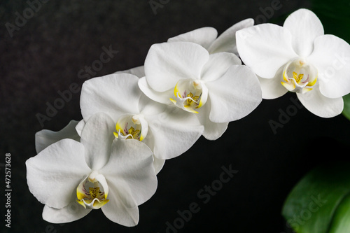 Fototapeta Naklejka Na Ścianę i Meble -  White phalaenopsis orchid flower on black gray background. Very beautiful close-up of Phalaenopsis known as Moth Orchid or Phal. Nature concept for design. Place for your text.