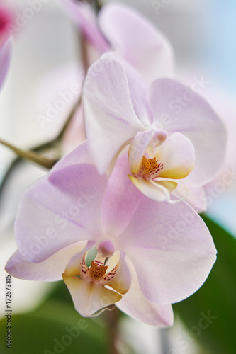 beautiful branch of pink orchid close up