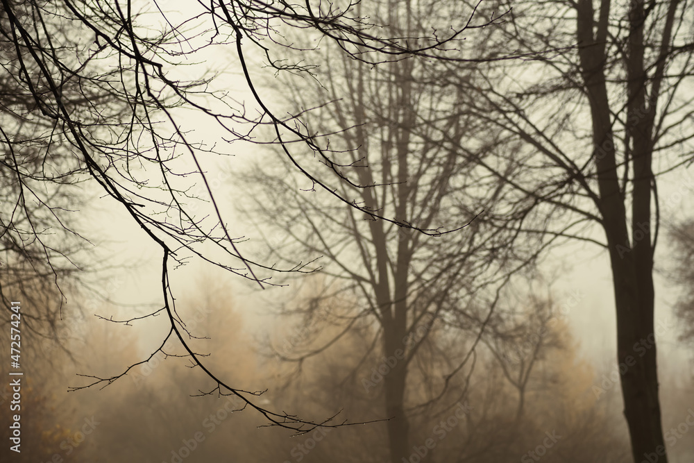 Obraz premium A heavy fog in a forest