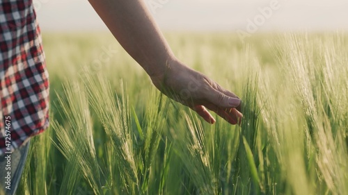 farmer touching hand on green wheat in field, rye grain growing business, harvest in rural land, agricultural industry, touching leaves of growing plantation, work concept, healthy food for nutrition