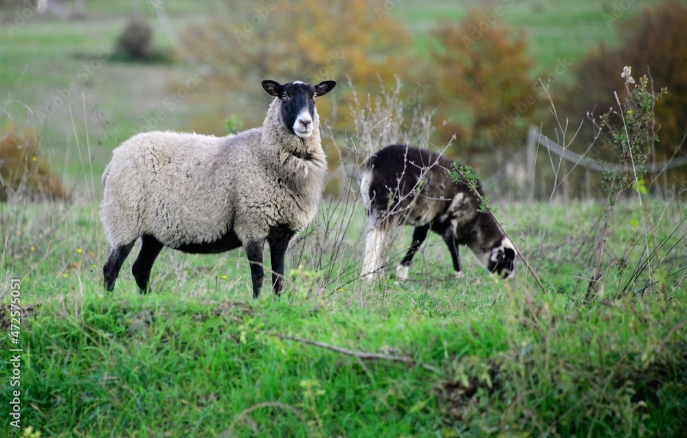 Sheep at a Farm in Umbria Italy on a Sunny Day Sheep at a Farm in Umbria Italy on a Sunny Day