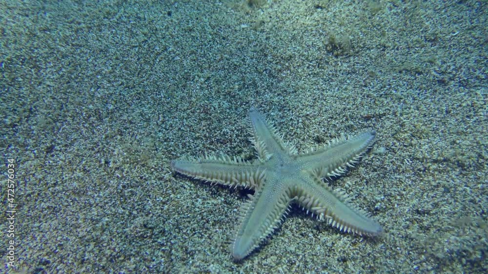 Sand Starfish Slender sea star (Astropecten spinulosus) crawls along the sandy bottom, then buries itself in the sandy bottom. Sand Starfish Slender sea star (Astropecten spinulosus) crawls along the sandy bottom, then buries itself in the sandy bottom.