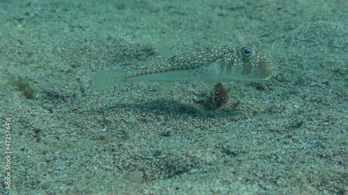 Yellowspotted Puffer or Studded Pufferfish (Torquigener flavimaculosus) swims slowly over the sandy bottom in search of food. Mediterranean. photo