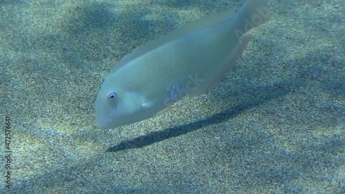 Cleaver Wrasse or Pearly Razorfish (Xyrichtys novacula) searches for food on a sandy bottom in shallow water. Mediterranean. photo