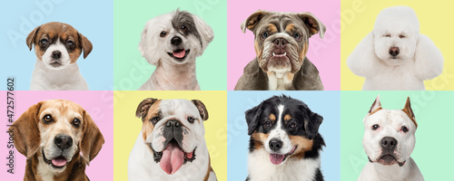 Fototapeta Naklejka Na Ścianę i Meble -  Art collage made of funny dogs different breeds on multicolored studio background. Set of 8 images of small and big dogs.