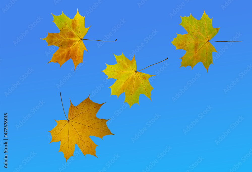 Fototapeta premium isolated image of beautiful autumn leaves close up
