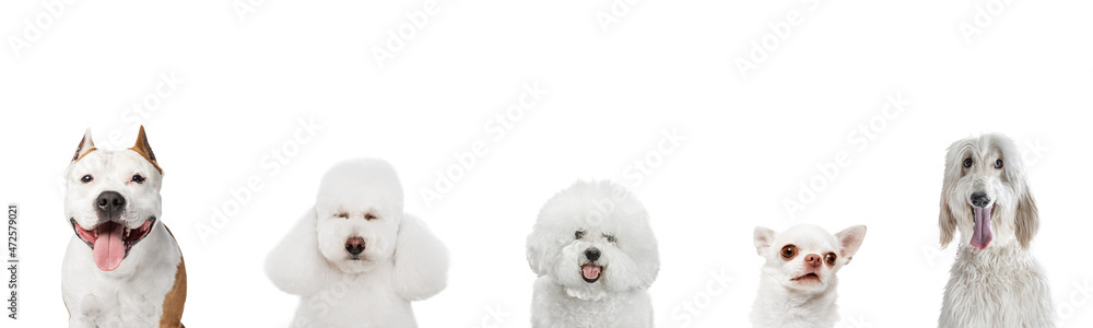 Horizontal flyer made of images of funny small and big dogs different breeds posing isolated over white studio background.