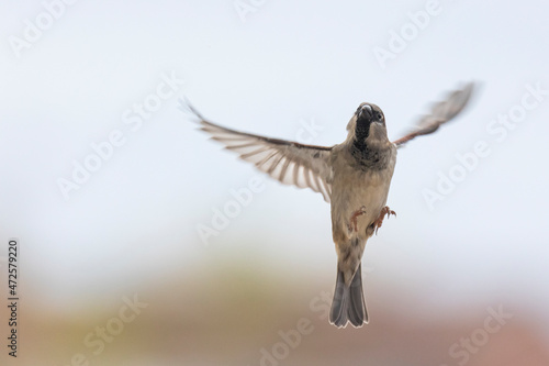 House Sparrow flying.