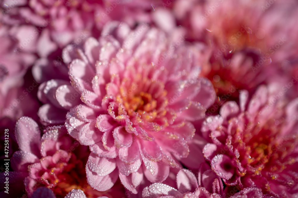Chrysantheme Chrysantheme