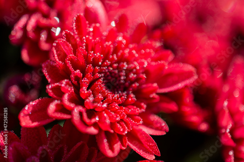 Chrysantheme © Tanya