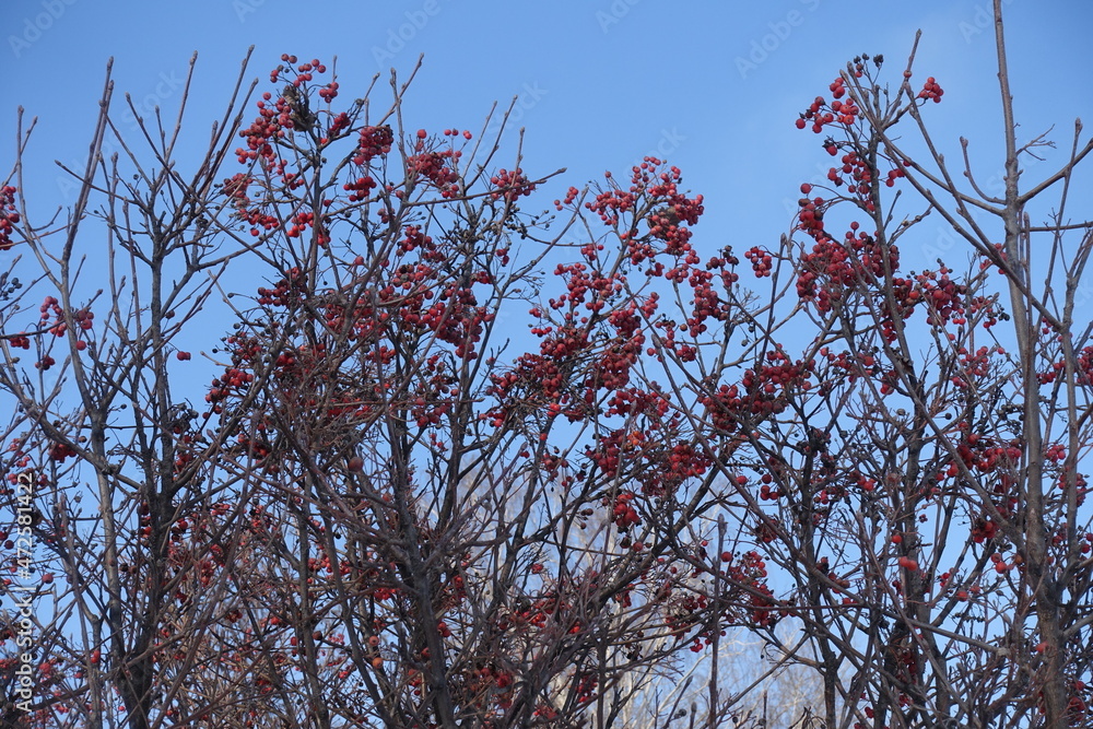 branches of Sorbus aria with red berries against blue sky in January branches of Sorbus aria with red berries against blue sky in January