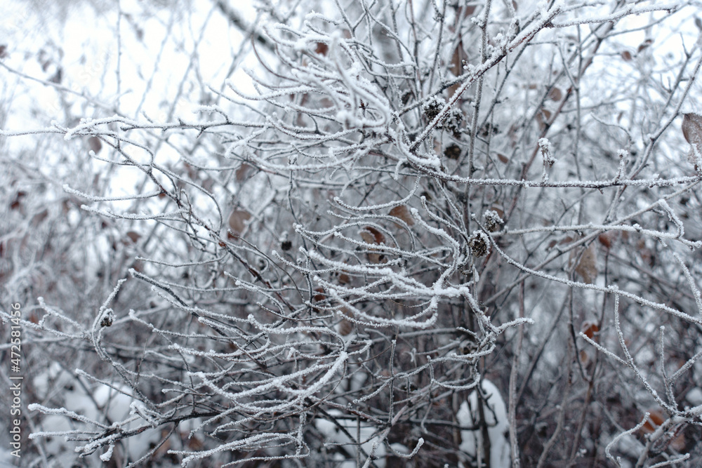 Thin branches covered with hoar frost in mid January