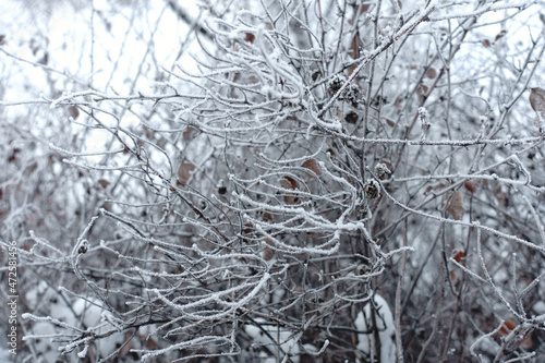 Thin branches covered with hoar frost in mid January © Anna