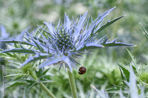 Edeldistel mit Marienkäfer photo