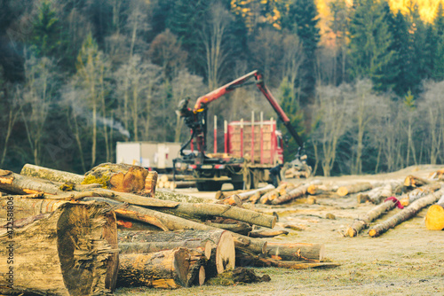 Timber exploitations that involve illegal logging should be strongly condemned. Logging companies are responsible for the removal of green forest, preventing the exploitation of timber plant new trees photo