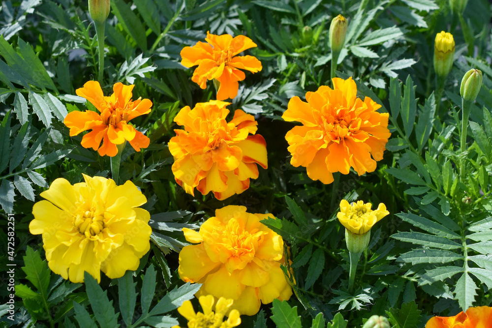 Studentenblume Studentenblume