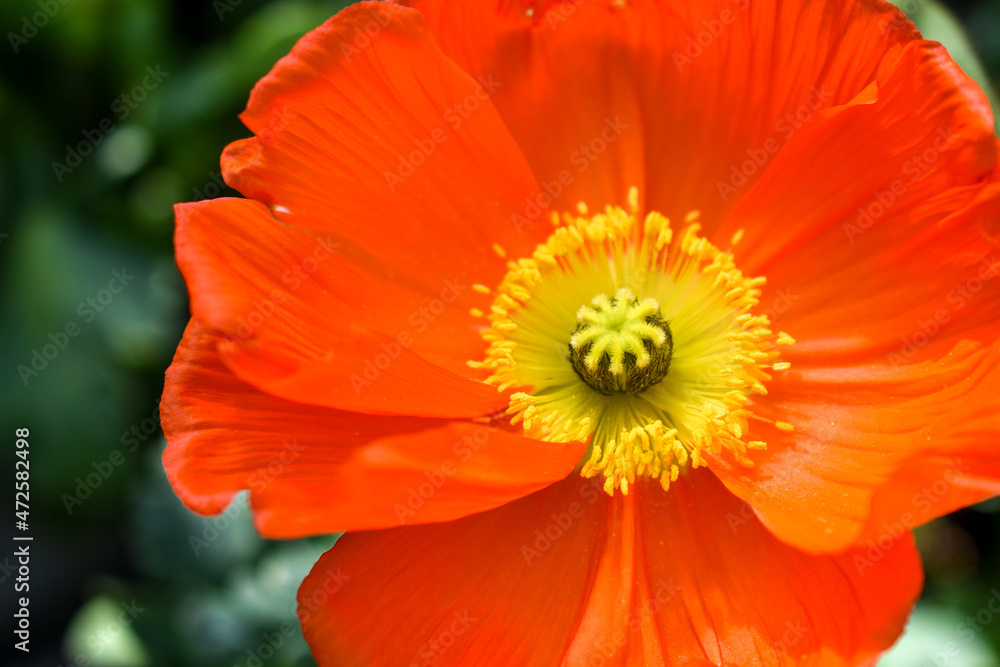 Islandmohn Islandmohn