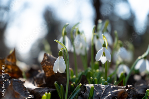 Flowers snowdrops in garden, sunlight. First beautiful snowdrops in spring. Common snowdrop blooming. Galanthus nivalis bloom in spring forest. Snowdrops close up.