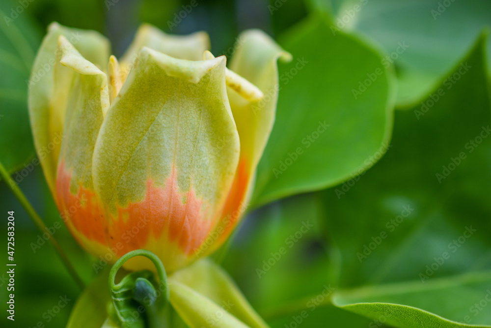 Tulpenbaum Tulpenbaum