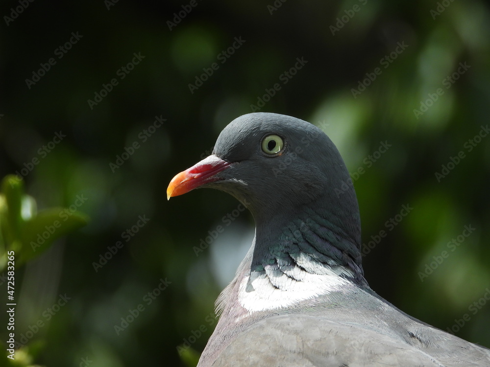 Obraz premium pigeon