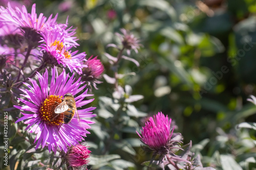 image of flowers and bees in the garden close-up