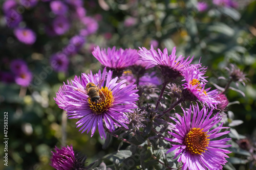 image of flowers and bees in the garden close-up