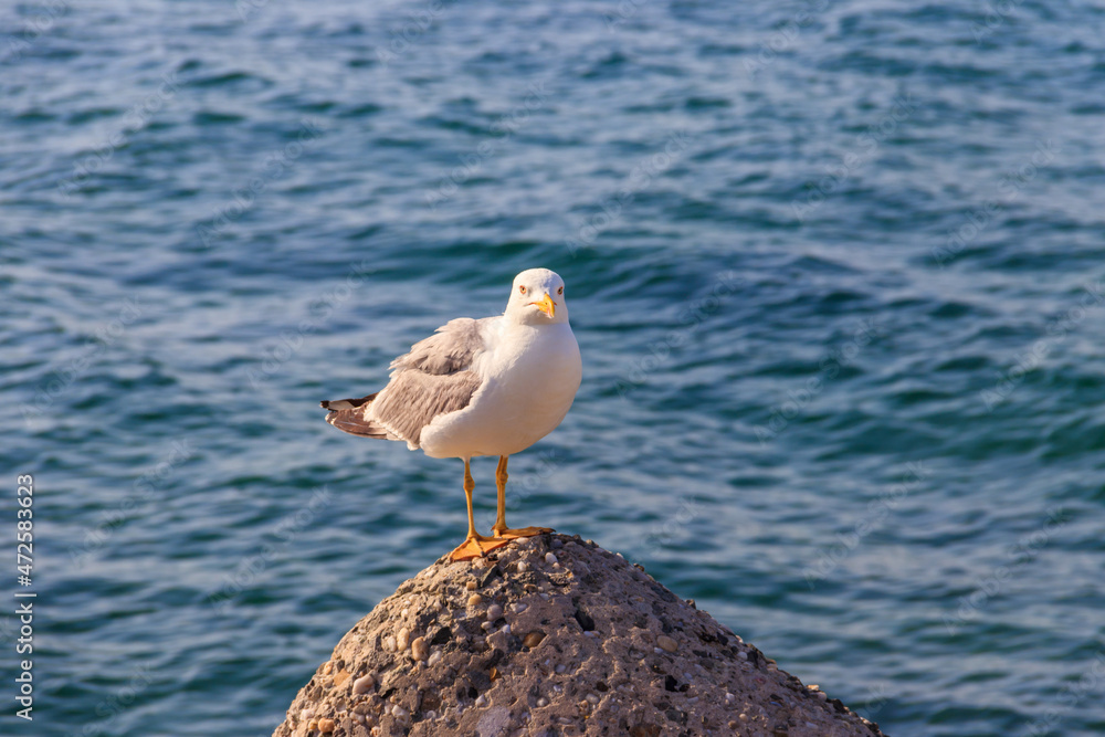 Fototapeta premium Portrait of the seagull against the Black sea