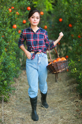 Young asian woman gardener in red plaid shirt smiling and  woman gardener picking organic orange in a orange orchard, harvesting ripe orange crop. Agriculture harvesting and plantation concept. © Narin Sapaisarn