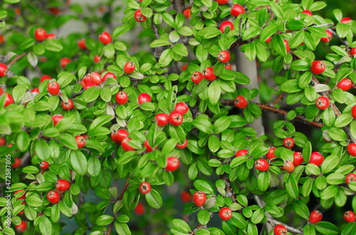 Cotoneaster Coral Beauty. Rounded evergreen shrub with small, glossy dark green leaves and small white flowers followed by orange-red berries