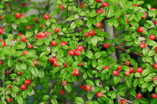 Cotoneaster Coral Beauty. Rounded evergreen shrub with small, glossy dark green leaves and small white flowers followed by orange-red berries photo